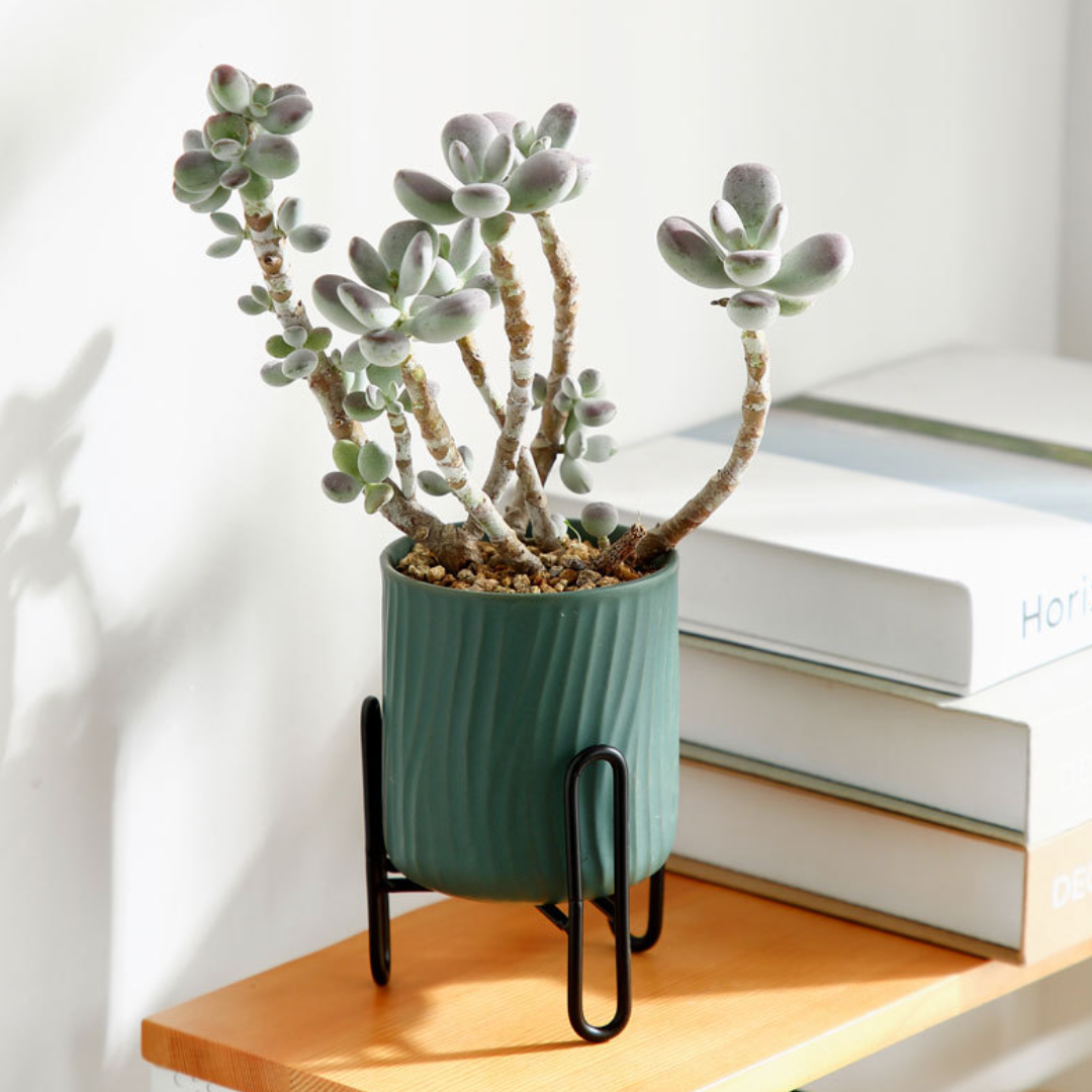 Ceramic Plant Pot - MOMOPOPO