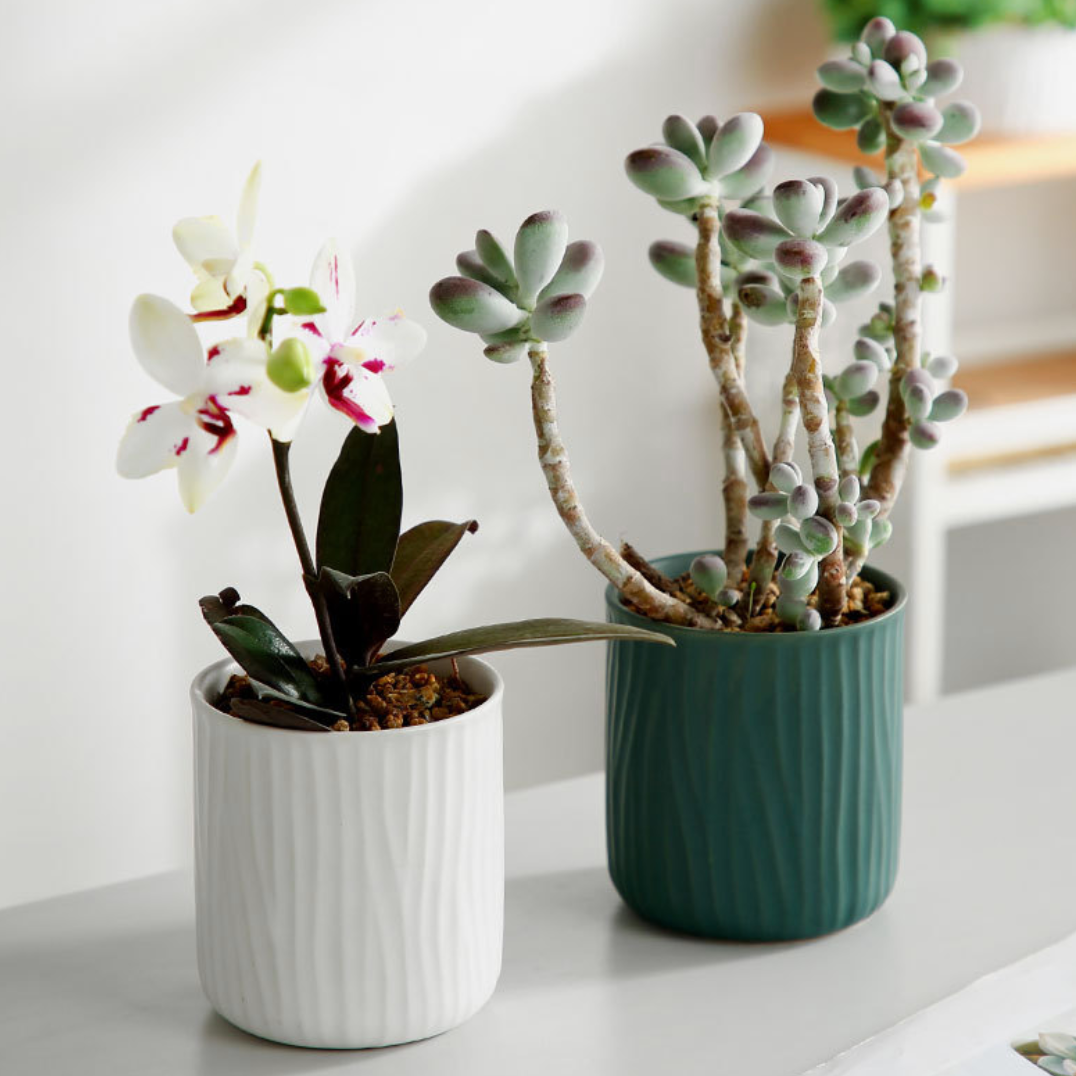 Ceramic Plant Pot - MOMOPOPO